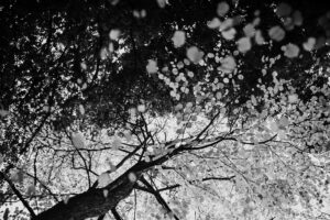 写真作品