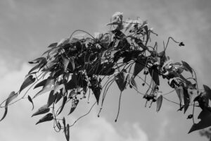 写真作品