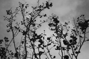 写真作品
