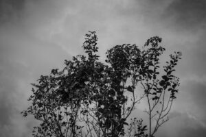 写真作品