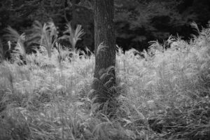 写真作品