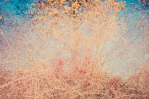 写真作品