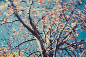 写真作品