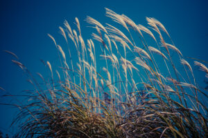 写真作品