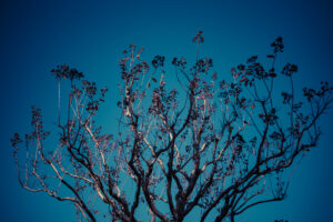 写真作品