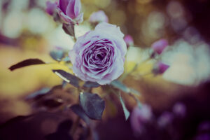 写真作品
