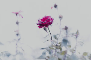 写真作品