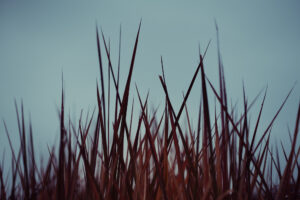 写真作品