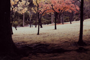 写真作品