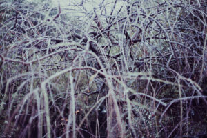 写真作品