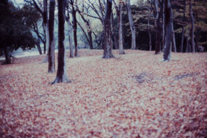 写真作品