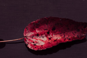 写真作品