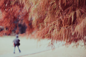 写真作品