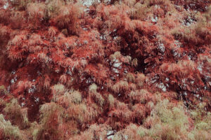 写真作品