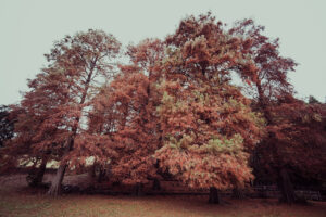 写真作品