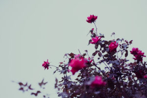 写真作品