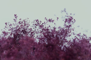 写真作品