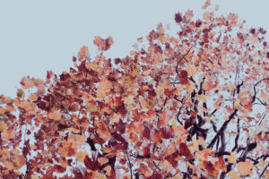 写真作品