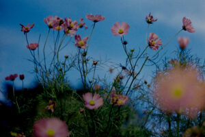 写真作品