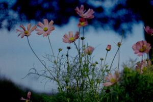 写真作品