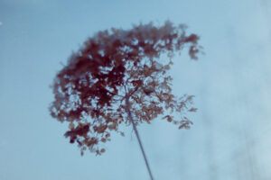 写真作品