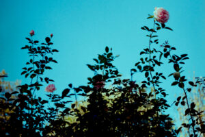 写真作品