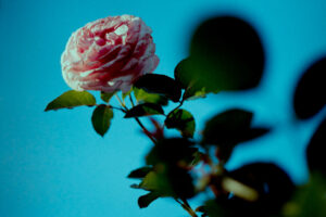写真作品