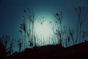 写真作品