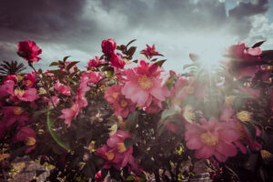 写真作品