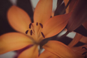 写真作品