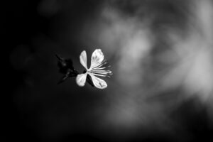 写真作品