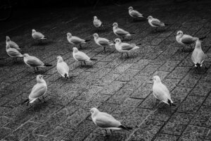 写真作品