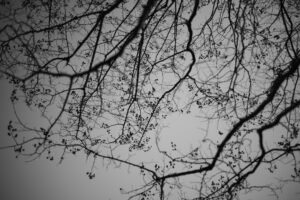 写真作品