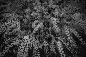 写真作品