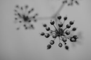 写真作品