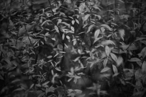 写真作品