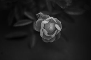 写真作品