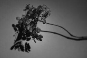写真作品
