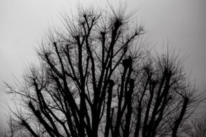 写真作品