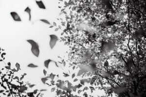 写真作品