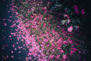 写真作品
