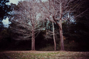 写真作品