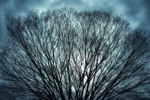 写真作品