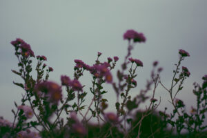 写真作品