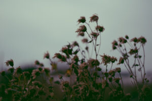 写真作品