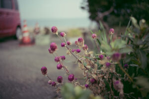 写真作品