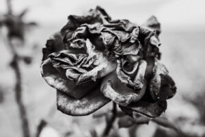 写真作品