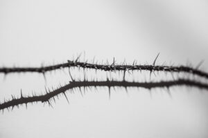 写真作品