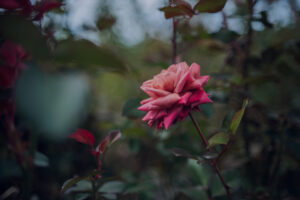 写真作品