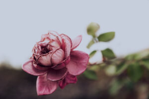 写真作品
